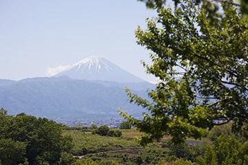 五月晴れのこの日、梅園から望むのは雄大な富士山。甲府盆地特有の気候が小梅を育む。