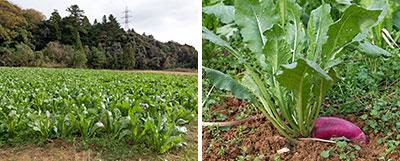 左：伊原さんが「津田かぶの神様」と呼んでいる農家の畑。種蒔き前に殺菌をして、土づくりを徹底している。<br />
右：地中部分は少なく、地表に出ている部分がほとんど横になっているのが不思議だ。