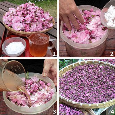 1：花びら、白梅酢、塩を計量する<br />
2：がくを取り除き、軽く水洗いした花と塩を交互に重ねる<br />
3：容器に白梅酢を静かに注ぎ入れ、重しをする<br />
4：漬け込んだ花は、梅酢がピンク色になったら軽く搾り、広げて干す（写真提供：諸星様）