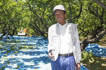 小梅作り50年の中村芳雄さん。今年は天候にも恵まれ、良い出来だったとのこと。