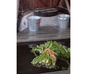 収穫後すぐにかぶと切り離した稲核菜は、まずお湯で洗うことでやわらかく漬かる。