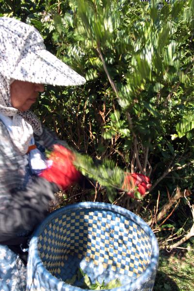 茶摘みは、充分育った葉を枝からこそげ取るように行う