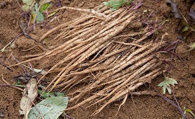 菊ごぼうの根をきれいに伸ばすのには土を柔らかく掘っておくなど、工夫が必要だという。