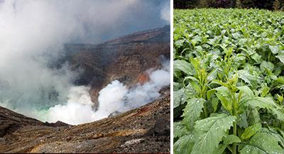 左：阿蘇山の噴火口。有毒ガスがあり、風向きによって立ち入れないことも多い<br />
右：収穫適期を迎えた阿蘇高菜の畑