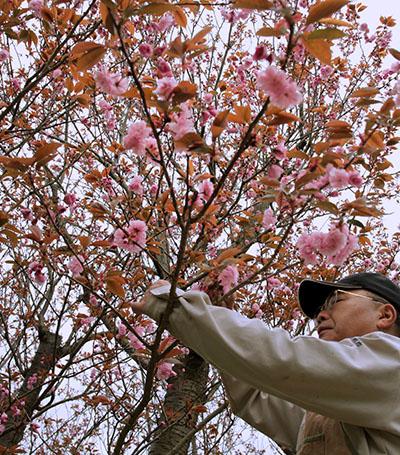 花が開きすぎると漬けたときにバラバラになってしまうため、収穫はタイミングが命