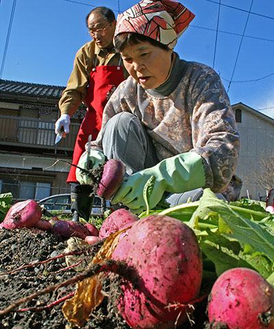 開田かぶは、根の部分が扁平なのが特徴。根元の部分には乳酸菌がついているので少し残して切り離す