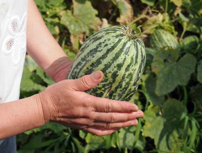 果皮に凹凸があり縞模様が特徴の「ドイツ瓜」は、丹波笹山ほか西播磨一帯で作られ、主に漬物として食べられている