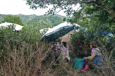 ７月の茶摘みはかなり暑いが、女性たちはとても明るい。<br />
収穫後の枝は、枯れ木のように見える