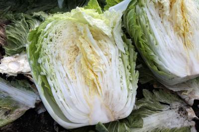 太平洋側から吹く冷たい風による寒暖差で野菜の甘みが出るという。特に芯の部分が肉厚で甘く、生で食べてもおいしい