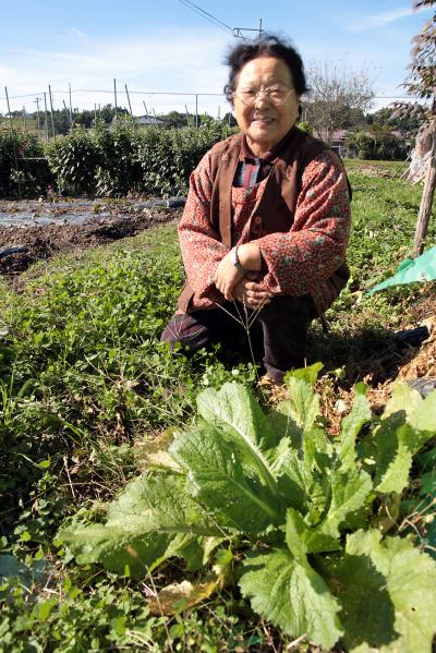 芭蕉菜を作る農家の伊藤さん