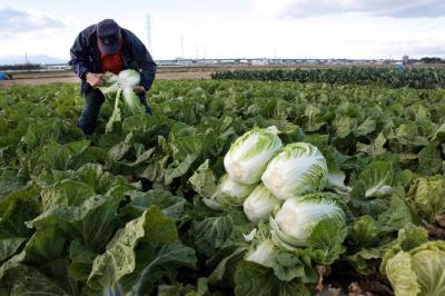 津波の被害に遭った畑では、塩害に負けないおいしい野菜として「仙台白菜」が注目されている