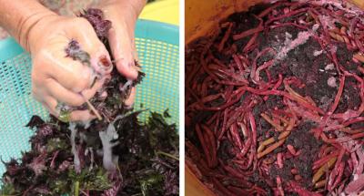 左：赤紫蘇は軽く水洗いし、塩もみをしてアクを出す<br />
右：完成したくき漬け。着色料を使わなくても鮮やかな赤色