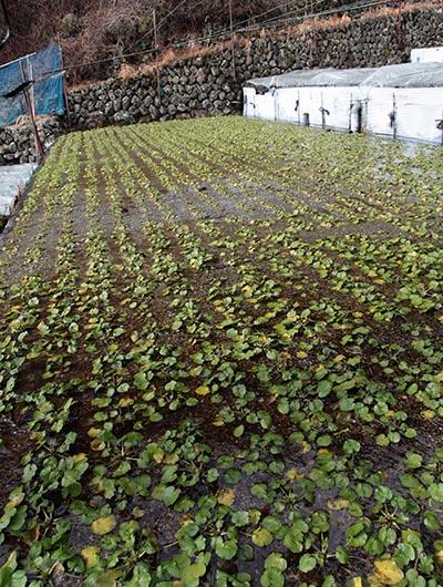 段々畑になったわさび田に、時期をずらしてわさび苗を定植していく。