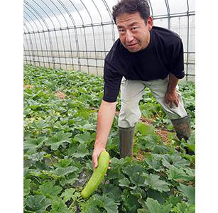 渡辺さんは「太陽に当たらないと白くなるので葉を取り除きますが、逆に露地栽培は葉に隠れるくらいがいい」と言う