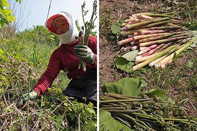 左：驚くほど手早く山菜を収穫していく田中さん<br />
右：奥／ネマガリダケ、手前／ワラビ