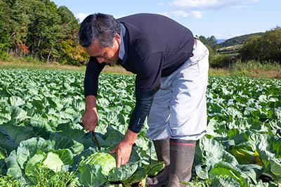 ナイフを入れた瞬間「ざくっざくっ」と張りのある音が響く。厚めの層で贅沢にかじると、葉の間からあふれてくるみずみずしさと、優しい甘みが口に広がる。