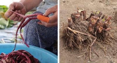 左：食べる時には、手で茎の皮をむく<br />
右：芋の部分は煮物などにして食べる