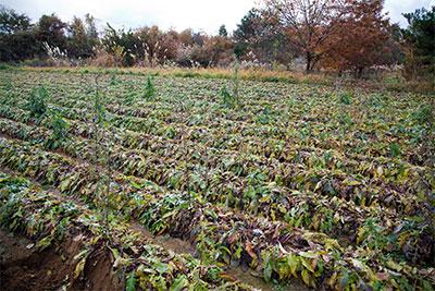 菊ごぼうは連作できないので、７年間はほかの野菜を作るそうだ。