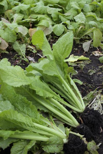 芭蕉菜漬けには、４０〜５０ｃｍで収穫するのがちょうどいい