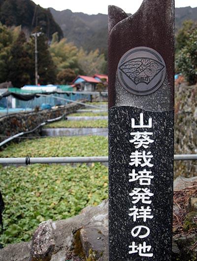 わさび栽培は、井戸頭と呼ばれるこの湧水地に移植したのが始まり。