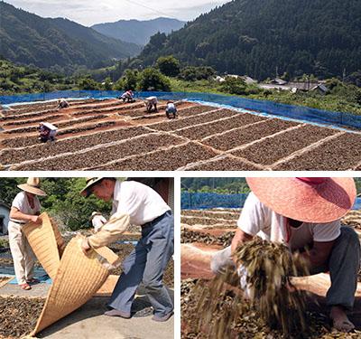 上：天日干しをすると、あたり一面にお茶のいい香りが広がる<br />
下：茶葉を２時間ごとに返し、もみほぐしながら広げなおす