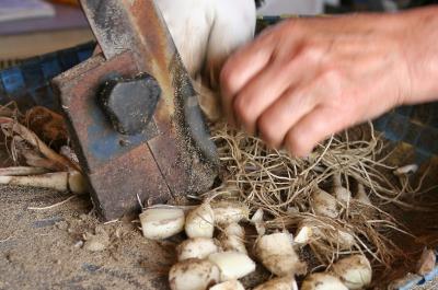 「根切り」はひとつひとつ手作業で