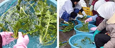 株の間の土をよく落とすために３回ほど水をかえ、丁寧に洗う