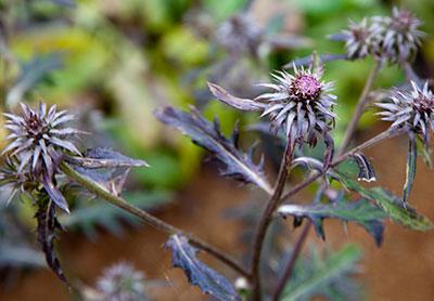 形を菊ごぼうの花が枯れると、種が採れる。秋に植え替えて、春にトウ立ちさせたものを使う。