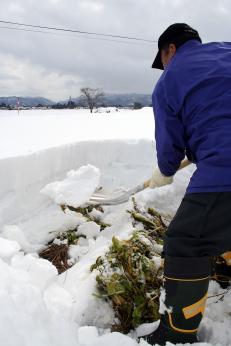 スコップで掘ると、雪の中で成長した雪菜が姿を表す。
