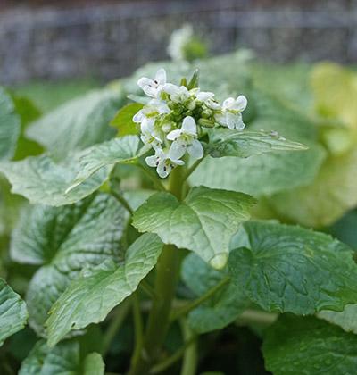 わさびの花は、2月ごろにしか見られない。花の漬物はほとんど地元にしか出回らない。