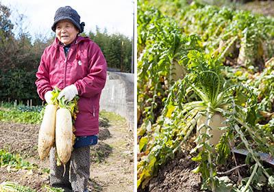 左：丸々と育った「おでん大根」を手にする国重さん。旬に合わせて様々な品種の大根を栽培している。<br />
右：大根栽培が盛んな地域だからこそ、より美味しく保存するための「寒漬け」が生まれた。