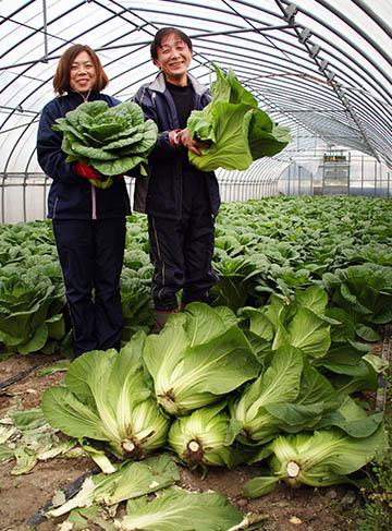 「板尾農園」では、JA広島市に出荷するほかに、自家製の広島菜漬も製造販売している。