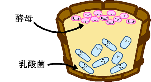 酵母と乳酸菌が増えた図