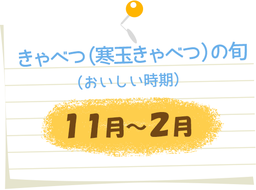 きゃべつ(寒玉きゃべつ)の旬(おいしい時期)11月~2月