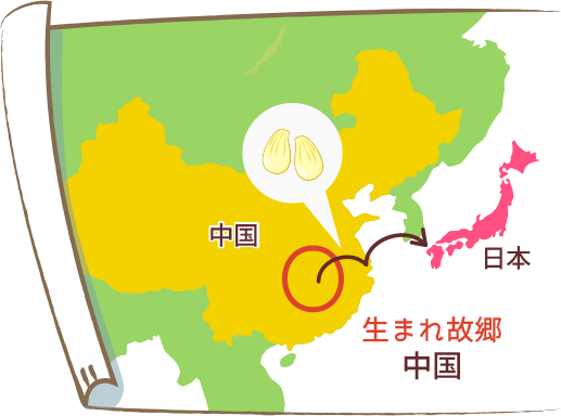 画像：らっきょうの生まれ故郷